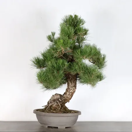 JAPANESE BLACK PINE "THUNBERGII" 2-16