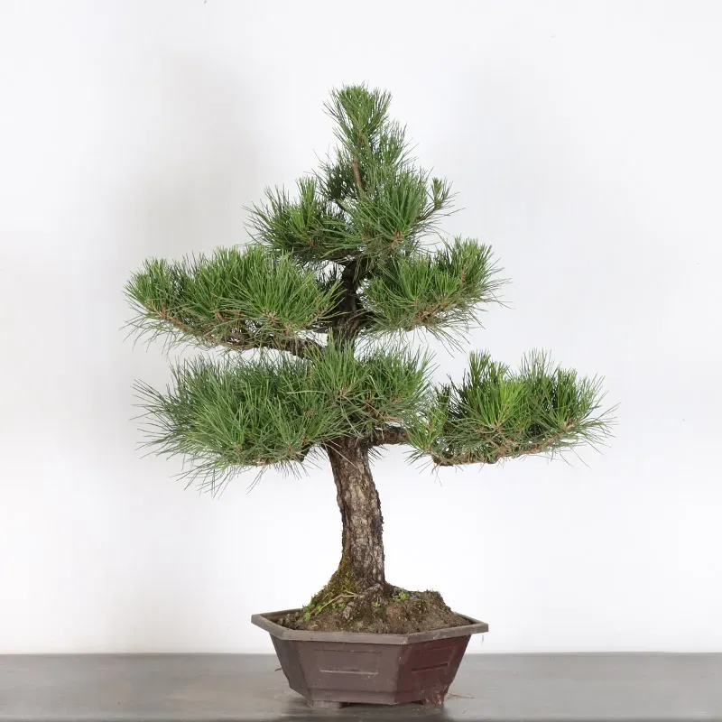 image supplémentaire - JAPANESE BLACK PINE...