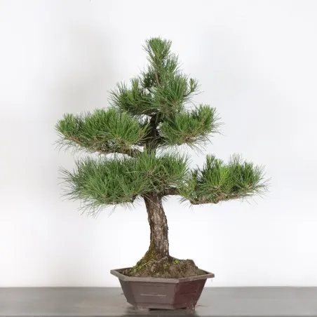 image supplémentaire - PIN NOIR "PINUS THUNBERGII"...