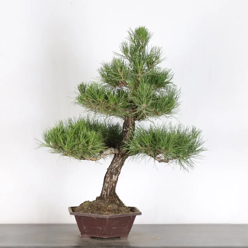 JAPANESE BLACK PINE "THUNBERGII" 2-17