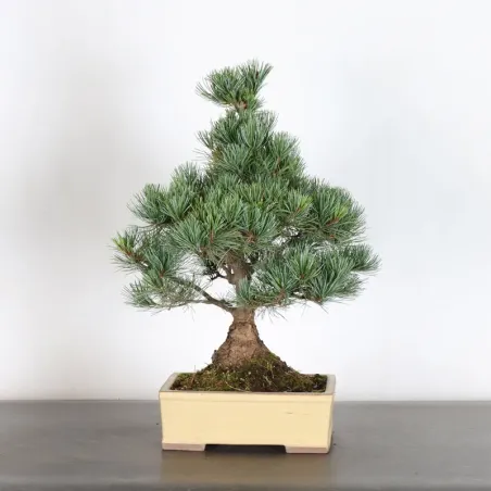 JAPANESE WHITE PINE “PENTAPHYLLA” 1-15
