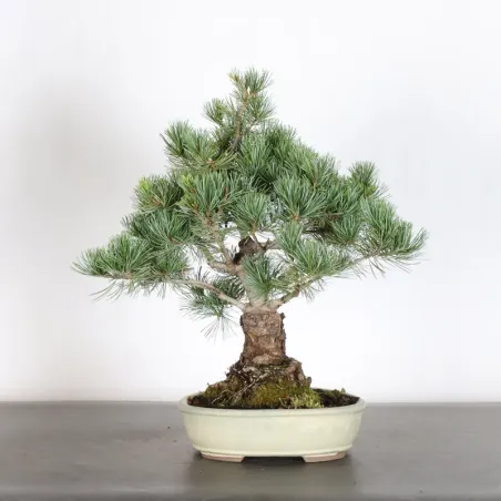image supplémentaire - JAPANESE WHITE PINE...