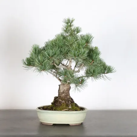 JAPANESE WHITE PINE “PENTAPHYLLA” 1-21