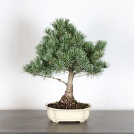 Bonsai Pine Pentaphylla PP-2-1