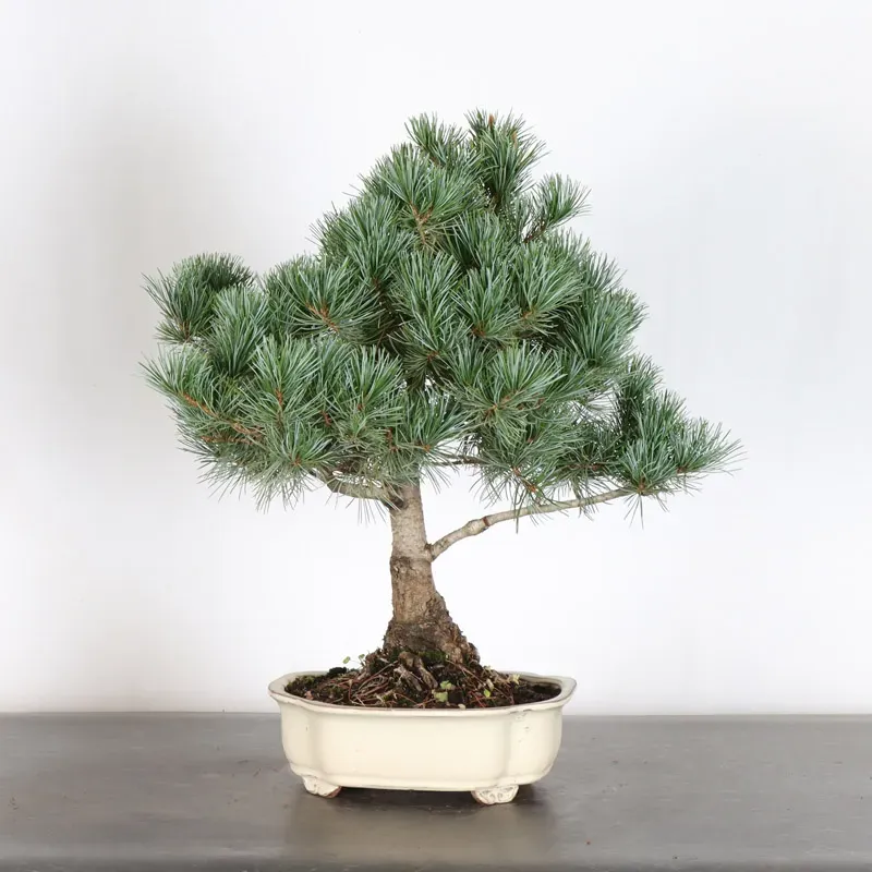 image supplémentaire - JAPANESE WHITE PINE...