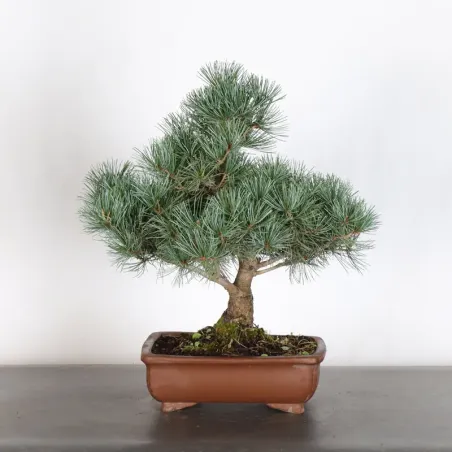 JAPANESE WHITE PINE “PENTAPHYLLA” 2-5