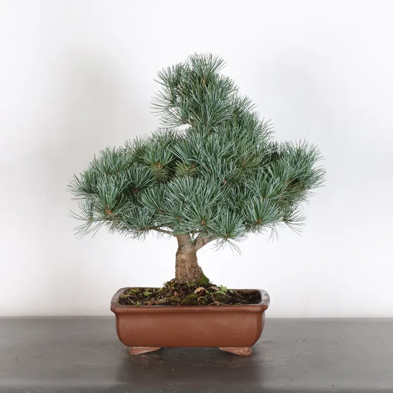 image supplémentaire - JAPANESE WHITE PINE...