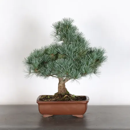 image supplémentaire - JAPANESE WHITE PINE...