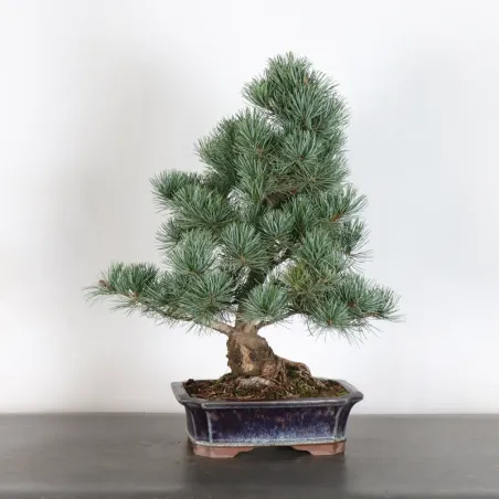 PIN BLANC DU JAPON "PENTAPHYLLA" 2-7