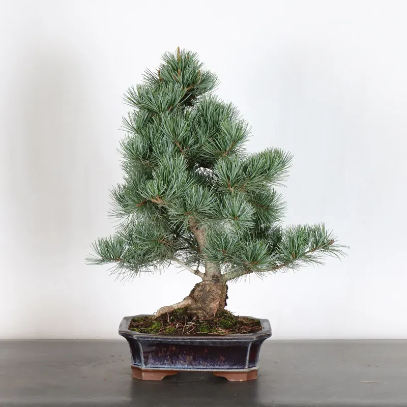 image supplémentaire - JAPANESE WHITE PINE...