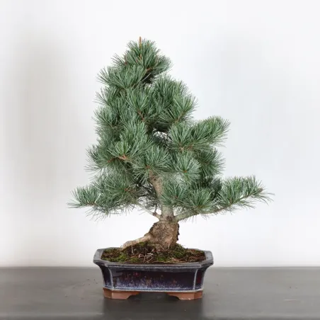 image supplémentaire - JAPANESE WHITE PINE...