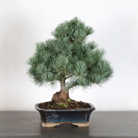 image supplémentaire - JAPANESE WHITE PINE...