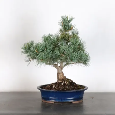 JAPANESE WHITE PINE “PENTAPHYLLA” 2-9