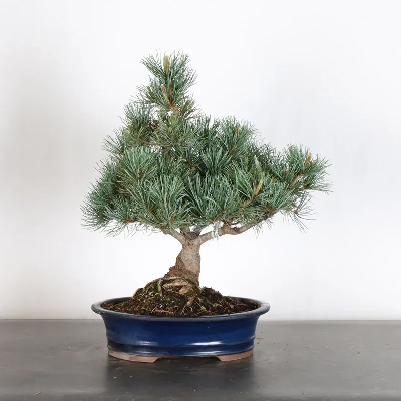 image supplémentaire - JAPANESE WHITE PINE...