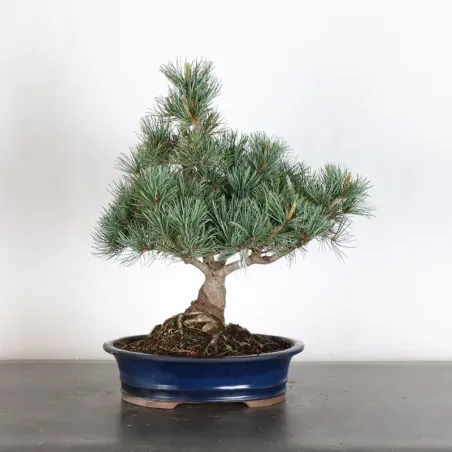 image supplémentaire - JAPANESE WHITE PINE...