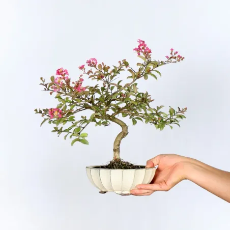 Bonsai Lagestroenia