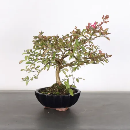 Indian lilac "LAGERSTROEMIA" 1-2