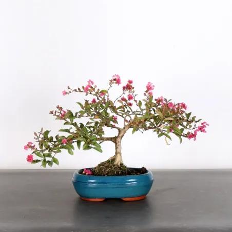Indian lilac "LAGERSTROEMIA" 1-5