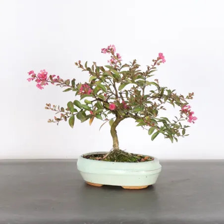 Indian lilac "lagerstroemia" 1-9