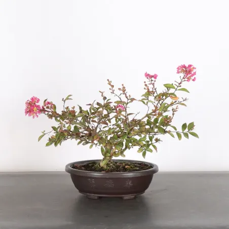 Bonsai Lagestroenia