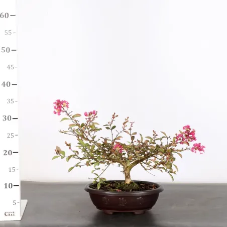 image supplémentaire - Lilas des indes...