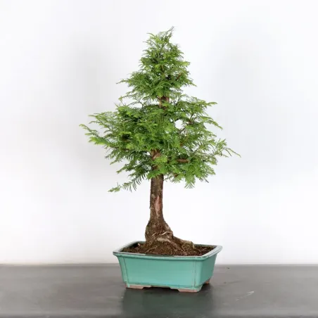 Bonsai METASEQUOIA ME-1-10