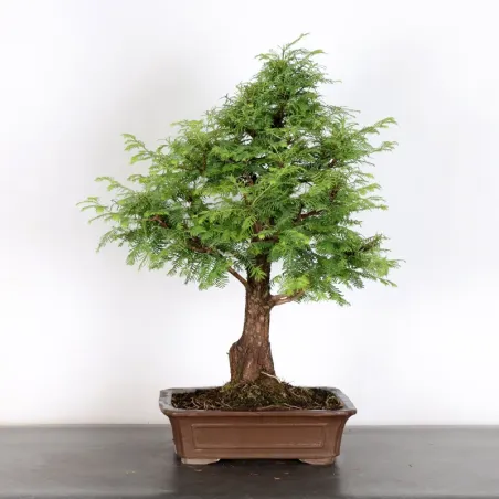 image supplémentaire - METASEQUOIA 3-4