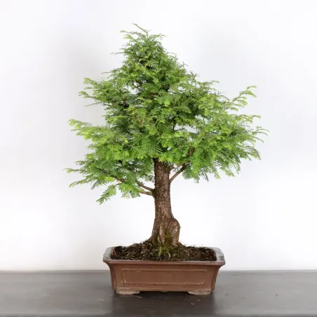 METASEQUOIA 3-4