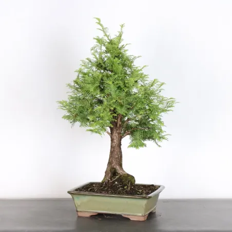 METASEQUOIA 3-5