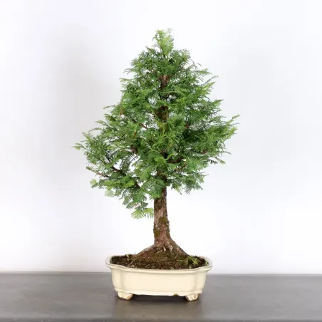 Bonsai Metasequoia ME-2-1