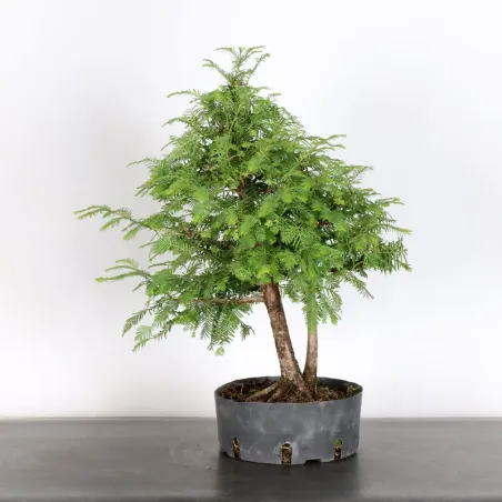 Bonsai MÉTASÉQUOIA ME-1-1