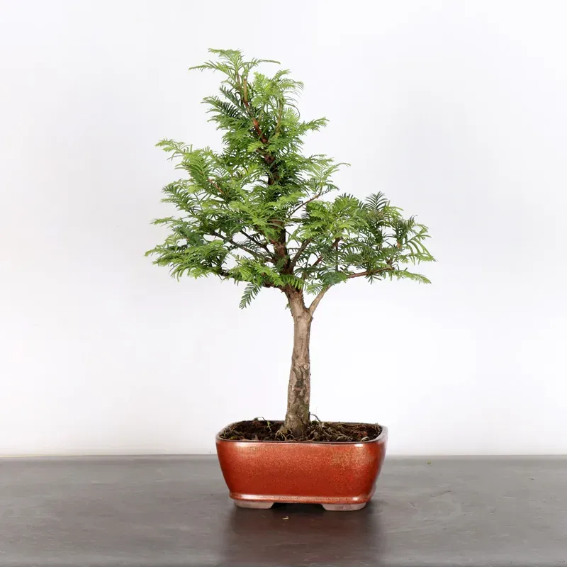 Bonsai METASEQUOIA ME-1-3