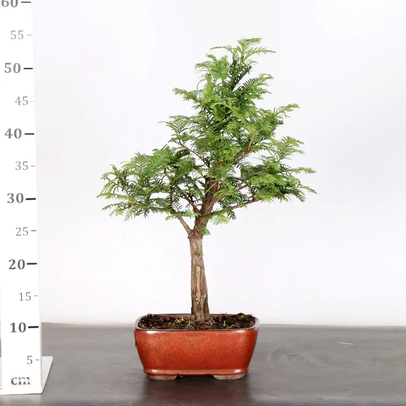 image supplémentaire - METASEQUOIA 1-3