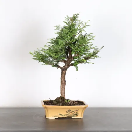 Bonsai METASEQUAOI ME-1-7