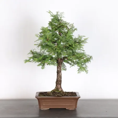 Bonsai METASEQUOIA ME-1-9
