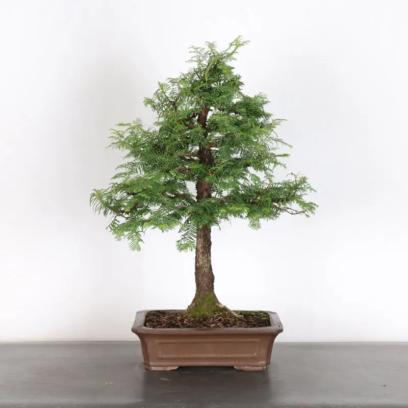 image supplémentaire - METASEQUOIA 1-9