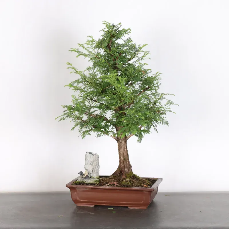 METASEQUOIA 1-11