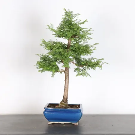 Bonsai METASEQUOIA ME-1-8