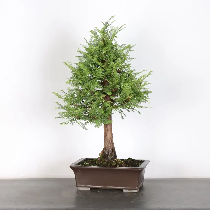 image supplémentaire - METASEQUOIA 1-12