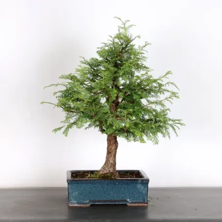 Bonsai Métaséquoia ME-2-6