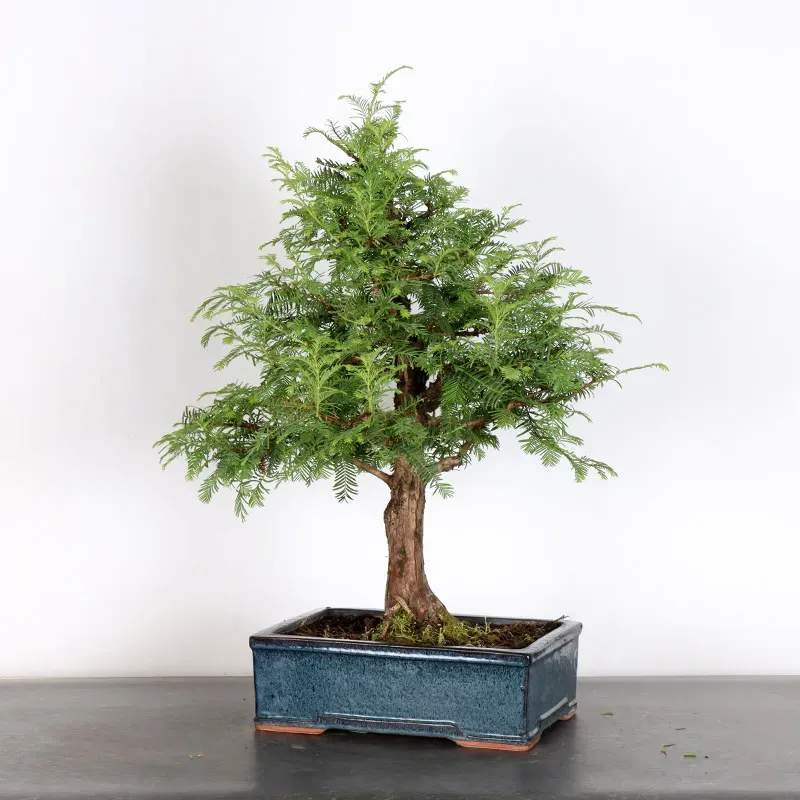 image supplémentaire - METASEQUOIA 2-6