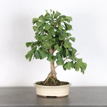 GINKGO BILOBA 1-2
