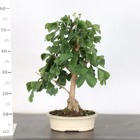image supplémentaire - GINKGO BILOBA 1-2