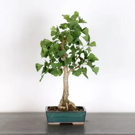 GINKGO BILOBA 2-3
