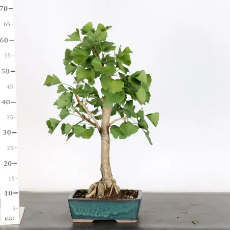 image supplémentaire - GINKGO BILOBA 2-3