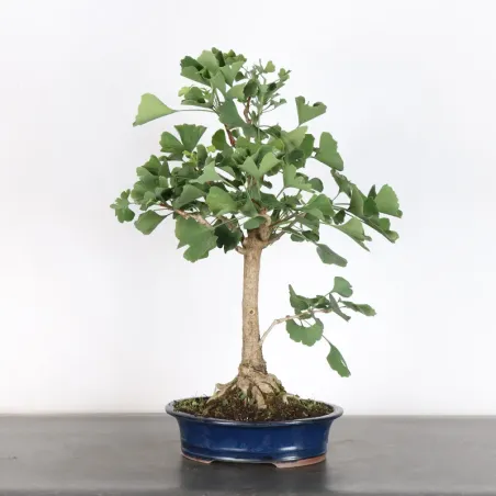 GINKGO BILOBA 2-4