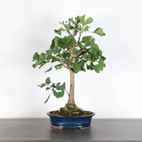 image supplémentaire - GINKGO BILOBA 2-4