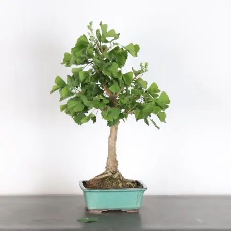 GINKGO BILOBA 2-6