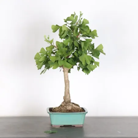 image supplémentaire - GINKGO BILOBA 2-6