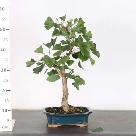 image supplémentaire - GINKGO BILOBA 1-7